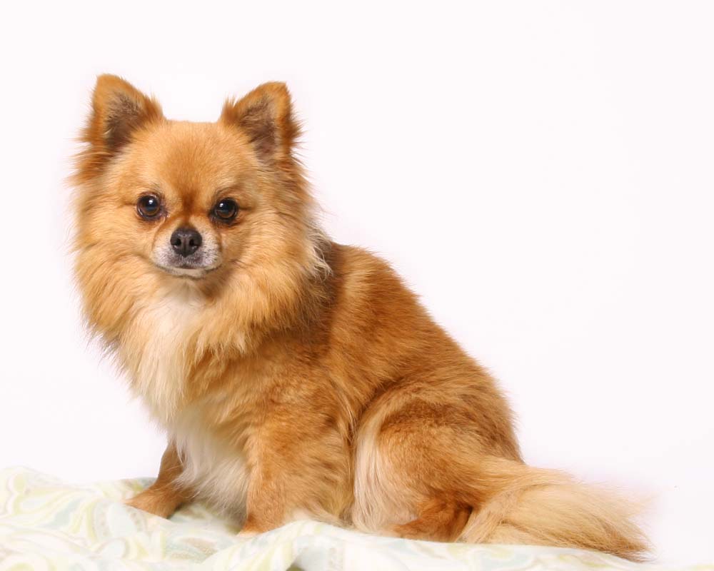 Https Www Wagpets Com Catdogheader 2016 05 30t17 21 26z