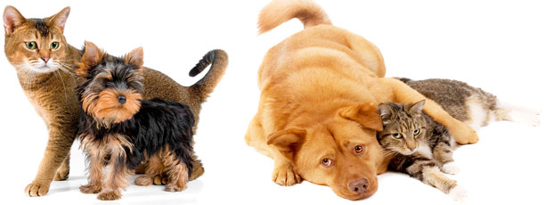 Wag Pet Boutique logo